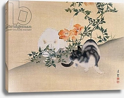 Постер Школа: Японская 19в. Two Cats, illustration from 'The Kokka' magazine, 1898-99
