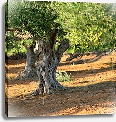 Постер Оливковые деревья. Греция 2