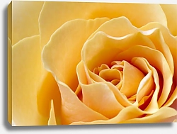 Постер Желтая роза макро №2