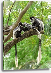 Постер Семейство хвостатых обезьян