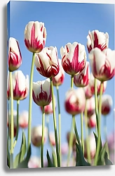 Постер Красно-белые тюльпаны