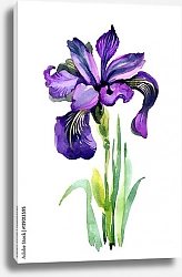 Постер Акварельный цветок ириса