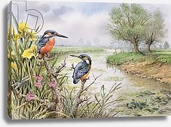 Постер Даннер Карл (совр) Kingfishers on the Riverbank