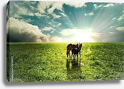 Постер Лошадь с жеребенком в поле