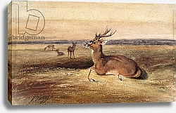 Постер Барье Антуан Resting Deer