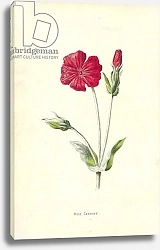 Постер Хулм Фредерик (бот) Rose Campion