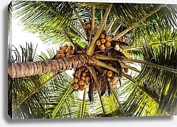 Постер Пальма с кокосами