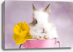 Постер Кролик в ведерке с желтым цветком