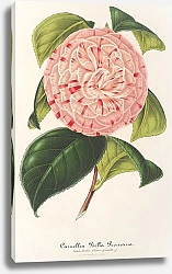 Постер Лемер Шарль Camellia Bella Romana