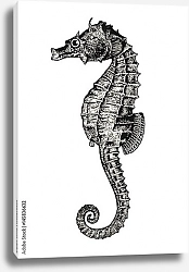 Постер Морской конек или гиппокамп