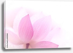 Постер Лепестки розового лотоса