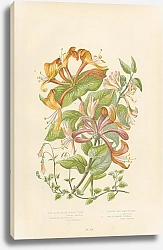 Постер Pale Perfoliate Honeysuckle, Common Honeysuckle, Upright Honeysuckle, Two Flowered Linnea