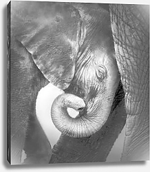 Постер Слонёнок прижимается к матери
