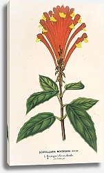 Постер Лемер Шарль Scutellaria Mociniana