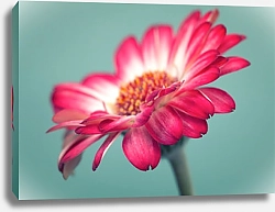 Постер Прекрасный розовый цветок герберы на бирюзовом фоне