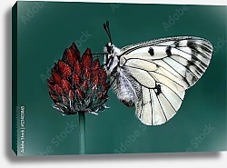 Постер Белая бабочка на бордовом цветке