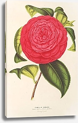 Постер Лемер Шарль Camellia Adriana