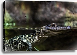 Постер Молодой крокодил выглядывает из воды