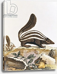 Постер Школа: Французская Skunk, from 'Histoire Naturelle' by Georges Louis Leclerc Buffon 1749-1804