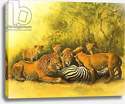 Постер Школа: Английская 20в. Lions feeding on a zebra carcass