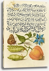 Постер Хофнагель Йорис Speckled Wood, Talewort, Garden Pea, and Lantern Plant