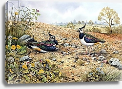 Постер Даннер Карл (совр) Lapwing Family with Goldfinches