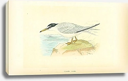 Постер Lesser Tern 1