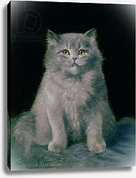 Постер Чевиот Лилиан Study of a cat