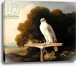 Постер Стаббс Джордж Greenland Falcon, 1780