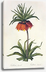 Постер Fitillaria imperialis L