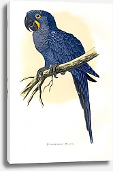 Постер Hyacinthine Macaw