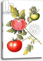 Постер Эден Маргарет (совр) Tomatoes, 1994 2