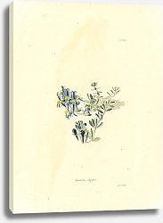 Постер Linaria Alpina 1