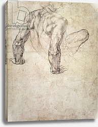 Постер Микеланджело (Michelangelo Buonarroti) W.63r Study of a male nude, leaning back on his hands