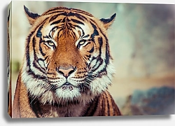 Постер Тигр, портрет