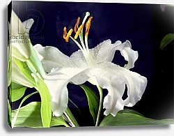 Постер Холландс Норман (совр) White lily, 1999