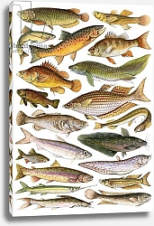 Постер Школа: Английская 20в. Fresh Water Fishes of the Empire - Australian Region