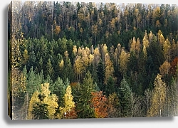 Постер Carpathian mountain in autumn