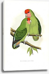 Постер Rosy-faced Love-Bird