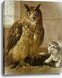 Постер Роос Йоханн Eagle Owl and Cat with Dead Rats