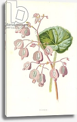 Постер Хулм Фредерик (бот) Begonia