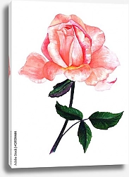 Постер Раскрывшаяся розовая роза