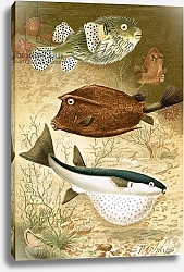 Постер Смит Джозеф (акв) Globe fish and Coffer fish