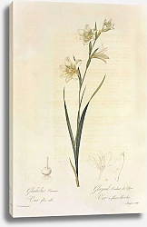 Постер Gladiolus carneus DDelaroche