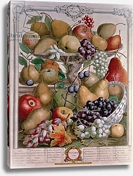 Постер Кастилс Питер November, from 'Twelve Months of Fruits', by Robert Furber engraved by James Smith, 1732