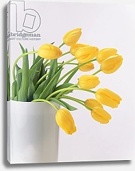 Постер Холландс Норман (совр) Yellow tulips I, 1999