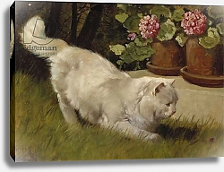 Постер Хейер Артур A White Persian Cat with a Ladybird
