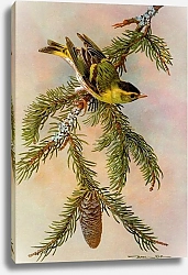 Постер British Birds - Siskin