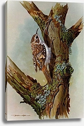 Постер British Birds - Treecreeper