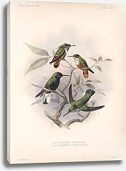 Постер Птицы J. G. Keulemans №60